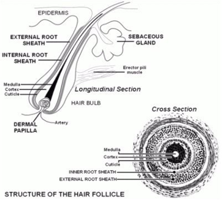 hair strand diagram